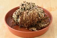 Re-hydrating Selaginella lepidophylla - Rose of Jericho Resurrection plant in a dish of water.