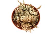 Re-hydrating Selaginella lepidophylla - Rose of Jericho Resurrection plant in a dish of water.