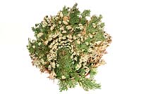 Selaginella lepidophylla - Rose of Jericho Resurrection plant - Opened out and turning green after it has been placed in water. 