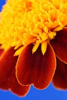 Tagetes patula 'Lilliput Orange Flame' - French marigold 'Lilliput Orange Flame'