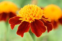 Tagetes patula 'Lilliput Orange Flame' - French marigold 'Lilliput Orange Flame'