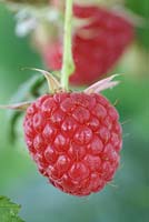 Rubus idaeus 'Sugana' - Raspberry 'Sugana'