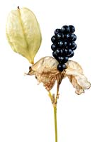 Iris domestica - Blackberry lily - Seeds in open seedpod and unopened seedpod
