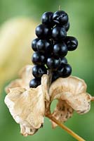 Iris domestica - Blackberry lily - Seeds in open seedpod 