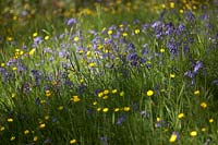 Field of buttercups, bluebells and grasses in dappled sun.