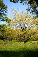 Quercus hemisphaerica - Oak