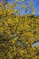 Quercus hemisphaerica - Oak 