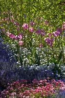 Summer border with Bellis perennis 'Medicis Rose', Myosotis 'Sylvia Blue' and Tulipa 'Rosalie'.