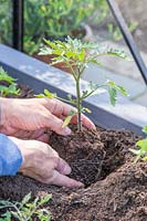 Woman carefully placing a young Tomato plant into planter taking care not to damage the roots