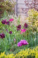 Tulipa 'Black Parrot', Tulipa 'Purple Dream', Tulipa 'Ronaldo', Tulipa  'Showcase', Narcissus 'Pheasants Eye' and Allium atropurpureum. 