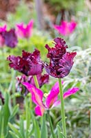 Tulipa 'Black Parrot' in border with Tulipa 'Purple Dream'