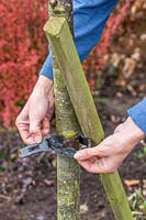 Woman removing stake from Sorbus - Rowan tree no longer requiring the support. 