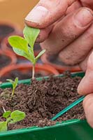 Person holding lifted seedling of Hesperis 'Lilac'. 