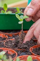 Person transplanting Hesperis seedling into plastic pot, taking care to hold the seedling by the leaf as not to damage the stem.