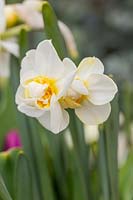 Narcissus 'Cheerfulness White' - Daffodil 'Cheerfulness White'