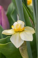 Narcissus 'Cheerfulness White'