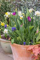 Mixed container with Narcissus 'Cheerfulness White', Tulipa 'Passionale' and Muscari latifolium.