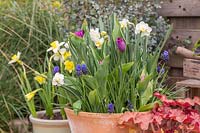 Mixed container with Narcissus 'Cheerfulness White', Tulipa 'Passionale' and Muscari latifolium.