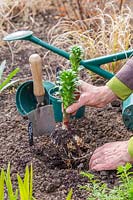 Woman planting rooted Lilium bulb in border, taking care not to damage the root system. 