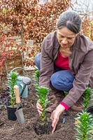 Woman planting potted Lilium - Lily in border
