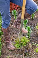 Woman dividing a perennial - Penstemon 'Sour Grapes' - using a spade to cut through congested clump. 