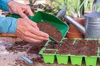 Woman covering sown Calendula seeds with thin layer of compost. 