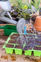 Woman watering the newly sown Calendula seeds using a watering can. 