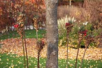 Autumn decoration of dried leaves and Dioscorea communis 