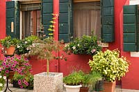 Petunia flowers and a Acer palmatum - Japanese Maple tree in front of red stucco house facade decorated with white and pink flowering spreading plants on the ledge of the windows, Burano Island, Venetian Lagoon, Venice, Veneto, Italy
