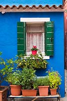 Potted green plants on a bench in front of blue stucco house facade decorated with red flowerpot on window ledge - Burano Island, Venice, Italy