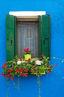 Blue stucco house wall decorated with red flowering spreading plants in flower box on ledge of window - Burano Island, Venice, Italy