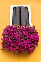 Petunia cascading down from white trim window with dark grey wooden storm shutters on orange stucco exterior house wall - Burano Island, Venice, Italy