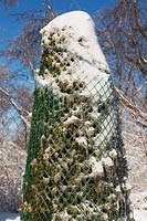 Thuja occidentalis - Cedar tree wrapped with protective green plastic mesh to prevent tree from bending over from heavy ice and snow in winter