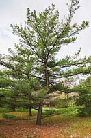 Pinus x schwerinii - Pine tree, Montreal Botanical Garden, Quebec, Canada. 