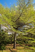 Larix gmelinii var. japonica - Dahurian Larch with spring foliage, Montreal Botanical Garden, Quebec, Canada. 