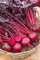 Basket of harvested Beta vulgaris - Beetroot 'Morello'