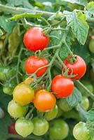  Lycopersicon esculentum 'Lizzano' F1 - Tomato 'Lizzano' F1