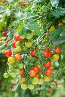Lycopersicon esculentum 'Lizzano' F1 - Tomato 'Lizzano' F1
