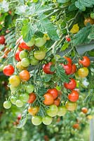 Lycopersicon esculentum 'Lizzano' F1 - Tomato 'Lizzano' F1
