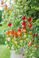 Solanum lycopersicum L. - Tomato 'Celano' F1