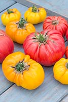  Solanum lycopersicum - Tomato 'Homestead' and Tomato 'Yellow Gazzi Ribbed'