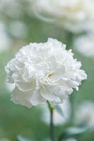 Dianthus - Perpetual carnation 'Paru'
