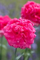 Dianthus - Perpetual carnation 'Valdiva'