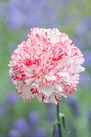Dianthus - Perpetual carnation 'Montoya'