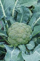 Brassica - Calabrese 'Griffin'