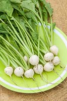 Brassica rapa  - Turnip 'Salad White' F1