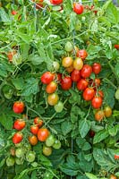 Solanum lycopersicum - Tomato 'Montello' F1