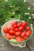 Solanum lycopersicum - Tomato 'Valdo' F1