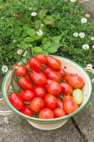 Solanum lycopersicum Tomato 'Valdo' F1 in colander. 