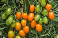 Solanum lycopersicum - Tomato 'Candle Light'